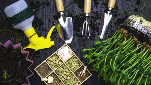 Conjunto de herramientas de jardinería, como pala, rastrillo, atomizador, microverde saludable con tierra, semillas. Jardín de verano trabaja concepto. De cerca. Banner. Enfoque selectivo
 - Foto, Imagen