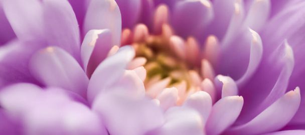 Flora, branding and love concept - Pétalos de flores de margarita púrpura en flor, fondo abstracto de arte floral en flor, flores en la naturaleza de primavera para perfume, boda, diseño de vacaciones de marca de belleza de lujo - Foto, Imagen