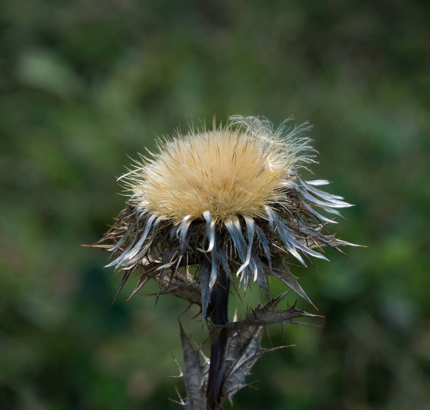 Carline Thistle flower head with spiky foliage. - Photo, Image