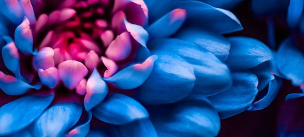 Flora, branding and love concept - Pétalos de flores de margarita azul en flor, fondo abstracto de arte floral en flor, flores en la naturaleza de primavera para perfumes, bodas, diseño de vacaciones de marca de belleza de lujo - Foto, imagen