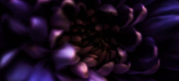 Flora, branding e amore concetto - petali di fiori di margherita viola in fiore, astratto floreale sfondo arte, fiori nella natura primaverile per profumo profumo, matrimonio, design di lusso vacanza di marca di bellezza - Foto, immagini
