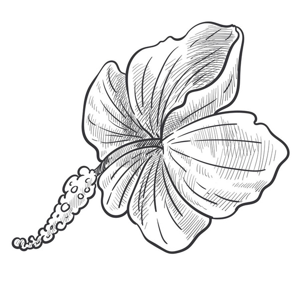 Hibiscus plant, bud on stem and leaves isolated sketch vector. Flower blossom, botany and floristry, cultivation and growing, garden or wild species. Hand drawn nature and flora element, blooming - Vector, imagen