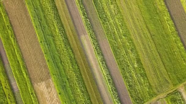 Veduta aerea dei campi agricoli verdi in primavera con vegetazione fresca dopo la stagione di semina. - Filmati, video