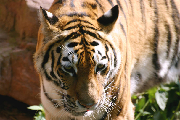 動物園の虎 - 写真・画像