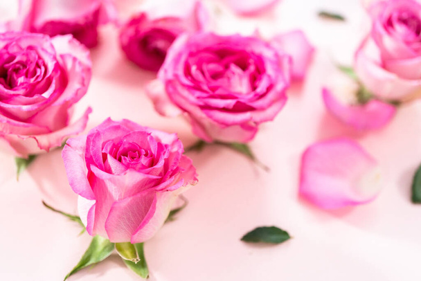 Rosas rosadas y pétalos de rosa sobre un fondo rosa. - Foto, Imagen