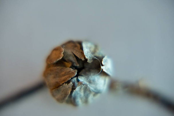Kuru bitki tomurcuğu, yakın çekim - Fotoğraf, Görsel