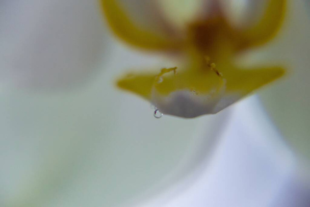 flor florescendo no fundo, close-up tiro
  - Foto, Imagem