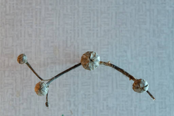 ξηρό κλαδί του φυτού με σπόρους, κοντινό πλάνο - Φωτογραφία, εικόνα