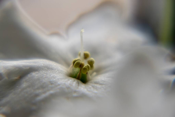 belle fleur blanche, gros plan - Photo, image