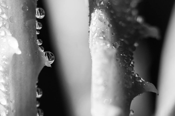 plan noir et blanc des tiges des plantes avec des gouttes de rosée, plan macro - Photo, image