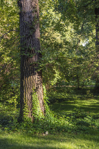 groene park met een boom met de stam bedekt met groene bladeren - Foto, afbeelding