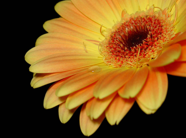 gerbera flower petals, flora - Фото, зображення