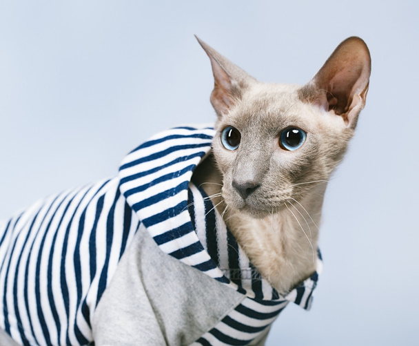 peterbald 猫フーディ - 写真・画像