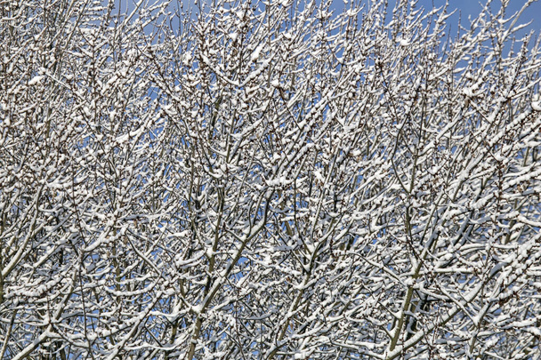 Streszczenie kompozycji zimy. Śnieg na gałęziach drzew. - Zdjęcie, obraz