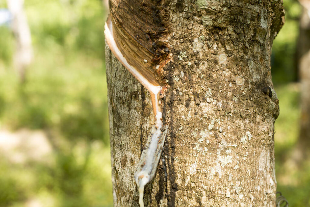 Tapping latex rubber tree, Rubber Latex extracted from rubber tree - Fotoğraf, Görsel