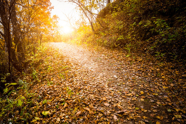 Autumn Pathway - Foto, immagini