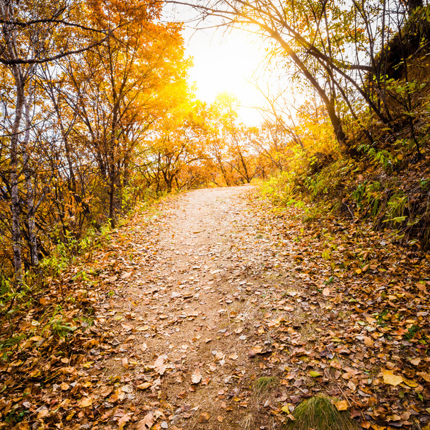 Autumn Pathway - Foto, immagini