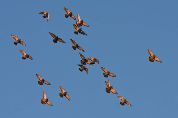 Repülő galambok a kék égen (Rock Dove / Columba livia) - Fotó, kép