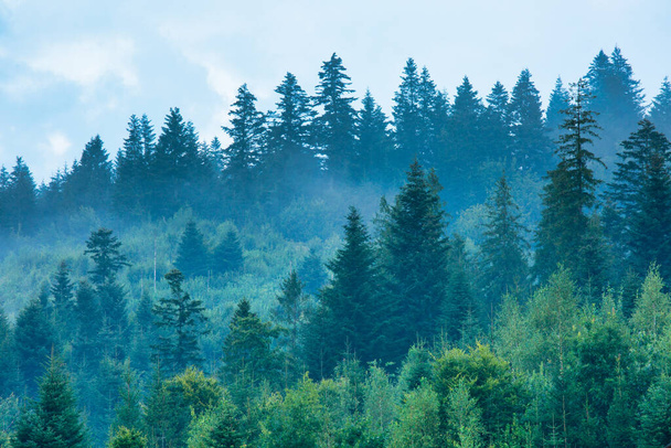 Ομίχλη πάνω από βουνά που καλύπτονται με δάση, φυσικό εξωτερικό υπόβαθρο - Φωτογραφία, εικόνα