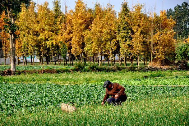 China: boer werkt in veld op sichuan boerderij - Foto, afbeelding