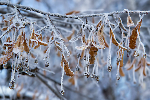 Tree branches covered with frost, natural outdoor background - Фото, изображение
