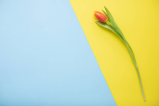 Krásné růžové tulipány na pestrobarevném papírovém pozadí s kopírovacím prostorem. Jaro, léto, květiny, barevný koncept, dámský den - Fotografie, Obrázek