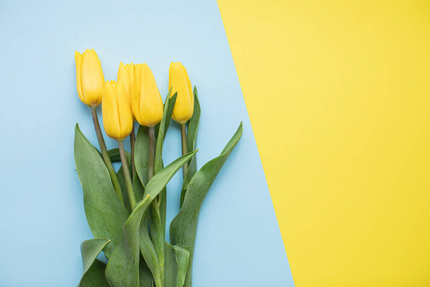 Beautiful yellow tulips on multicolored paper backgrounds with copy space. Spring, summer, flowers, color concept, womens day - Foto, Imagem