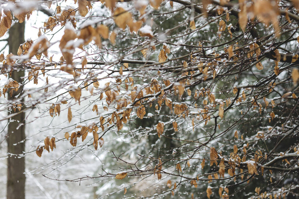 Beech tree deciduous foliage in winter - Фото, зображення