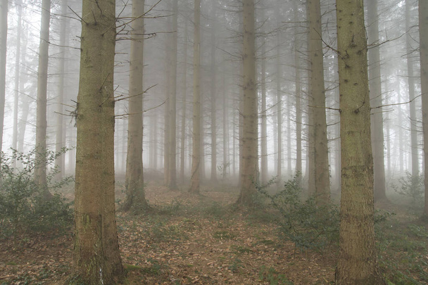 Pine trees woods in a foggy day - Photo, Image