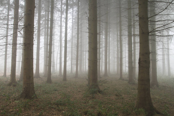 Forêt hantée par une journée brumeuse
 - Photo, image