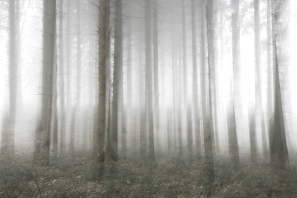 Abstract pine trees forest blur - Φωτογραφία, εικόνα