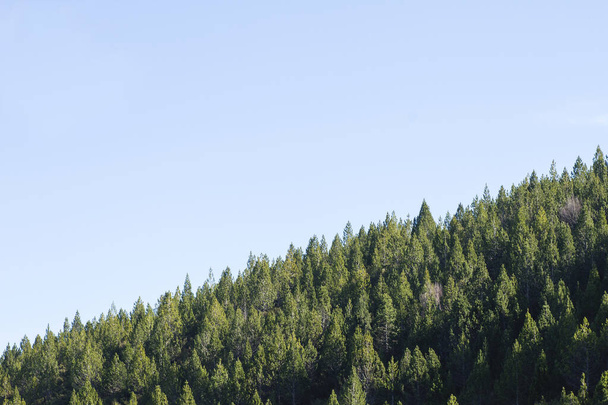 Green trees and blue sky - Fotó, kép