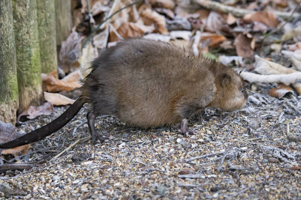 fiatal pézsmapatkány keres élelmiszer az erdőben padló - Fotó, kép