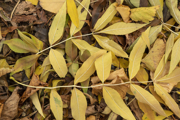 Yellowish Autumn Leaves Laying on The Ground - Photo, Image