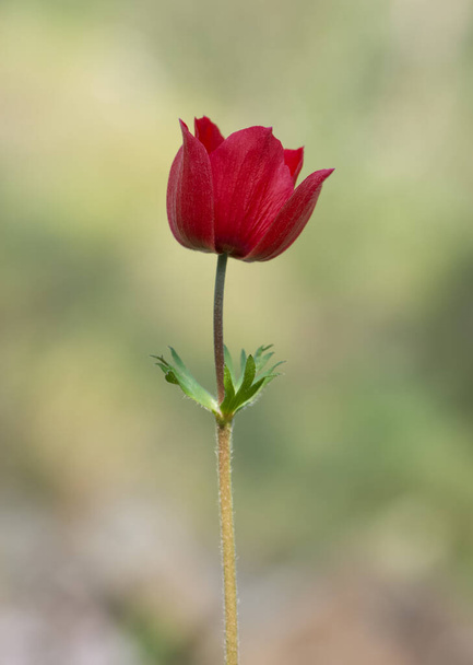 természetes virágok és vörös anemone virágok - Fotó, kép