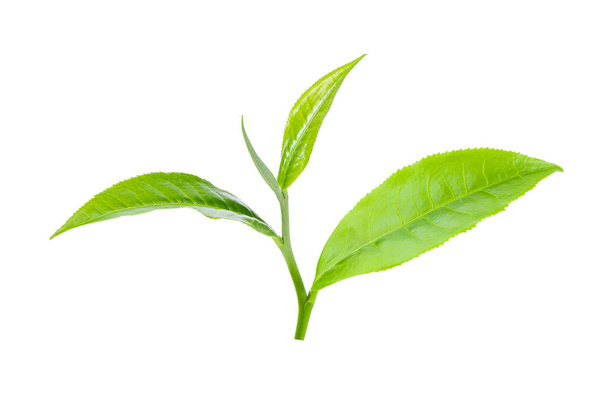 green tea leaf isolated on white background - Fotó, kép