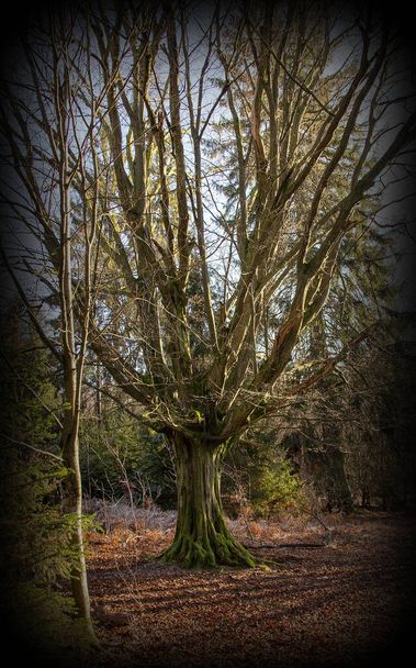 Stary dąb z szeroko rozprzestrzeniającymi się gałęziami w rezerwacie przyrody Urwald Sababurg koło Kassel, winietowanie zdjęcia - Zdjęcie, obraz