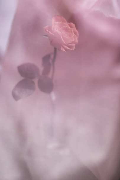 Beautiful pink fresh rose, in a glass bottle on a pink background in a haze - Foto, Imagem