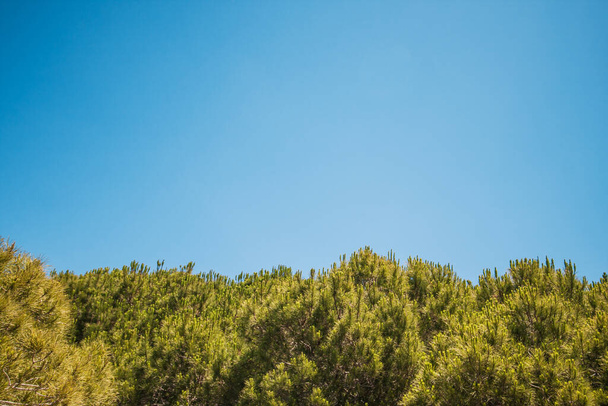 Treetops in national park against blue sky - copy space - Zdjęcie, obraz