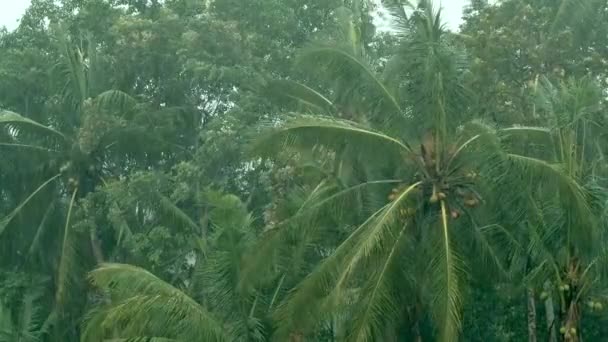 Regen in een tropisch woud in Bali, Indonesië. Regenpalmen. Regenachtig weer. Tropische regen. Groene achtergrond. Kokosnoten. Bladzijden. - Video