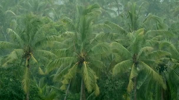 Endonezya, Bali 'de tropikal bir ormanda yağmur. Yağışlı avuç içleri. Yağmurlu bir hava. Tropik yağmur. Yeşil arka plan. Hindistan cevizi. Yapraklar. - Video, Çekim