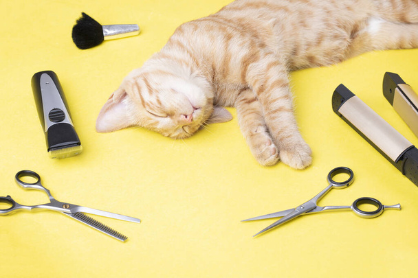 cat hair in the salon. Pet care at a pet store uses a trimmer to cut cat hair concept - Foto, Bild