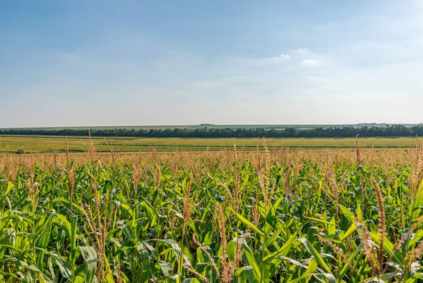 Beautiful green corn field on a sunny summer day with blue sky. Cornfield on a sunny summer day. - Photo, Image