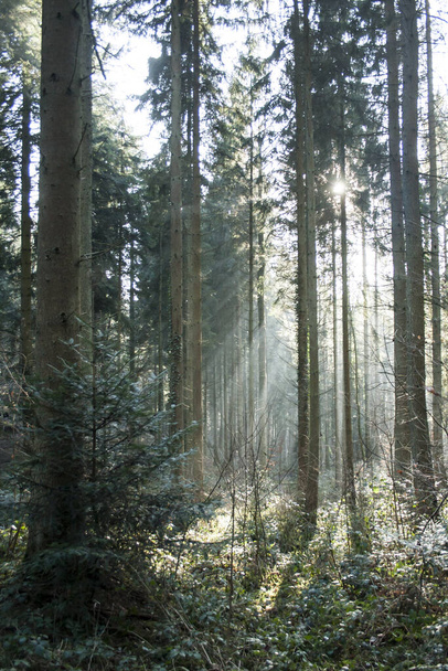 winter light among the trees in the forest  - Φωτογραφία, εικόνα