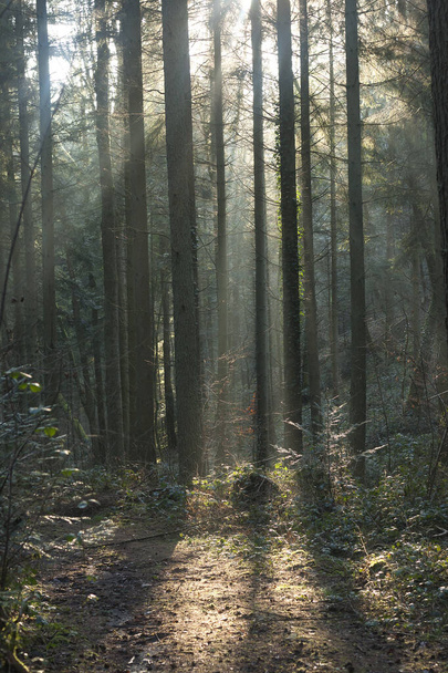 light among the woods  - Zdjęcie, obraz