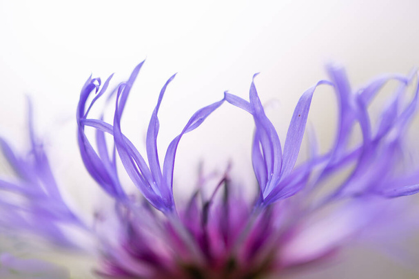 Μπλε άνθη καλαμποκιού closeup, άνθη άνοιξης, φυσικό υπόβαθρο - Φωτογραφία, εικόνα