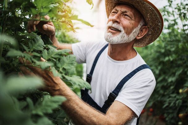 Happy and smiling senior man working in greenhouse. - Foto, imagen