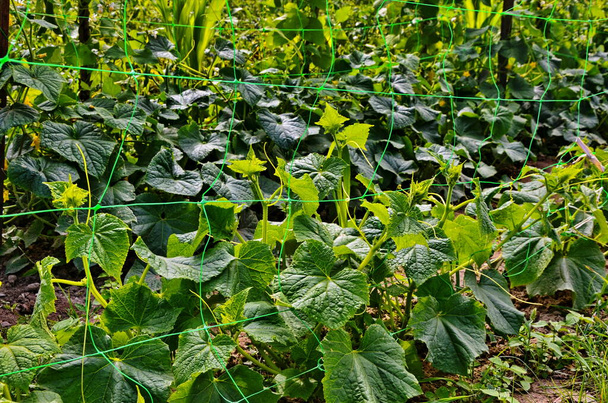 Beds with young cucumbers placed on the open ground - Photo, Image