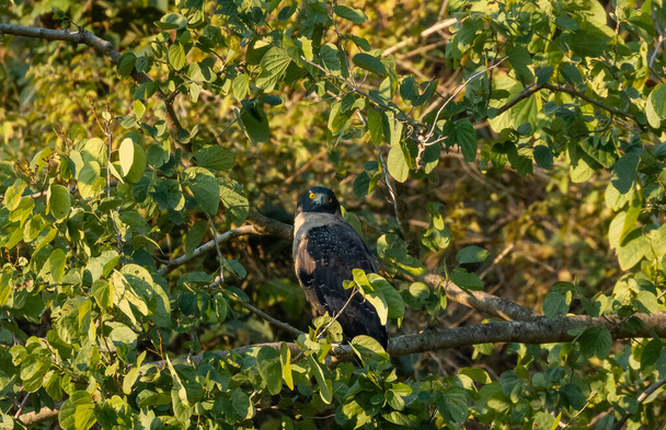 Serpent à crête Oiseau aigle en action sur un arbre au parc national Rajaji, Uttarakhand
 - Photo, image