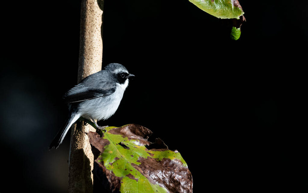 灰色のブッシュチャット男はラジャジ国立公園、 uttarakhandの木の上に座って鳥を歌う - 写真・画像